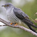 European Cuckoo - Photo (c) Michael McSweeney, some rights reserved (CC BY-NC), uploaded by Michael McSweeney