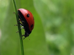Coccinella septempunctata