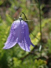 Campanula rotundifolia
