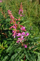 Chamaenerion angustifolium