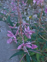 Chamaenerion angustifolium