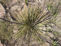 Agave striata