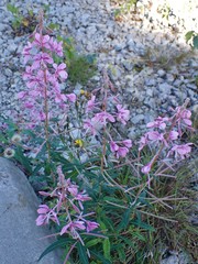 Chamaenerion angustifolium