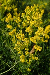 Galium verum