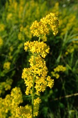 Galium verum