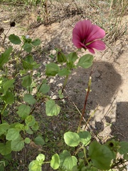 Malope trifida