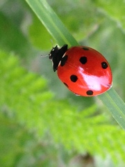Coccinella septempunctata