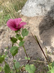 Malope trifida