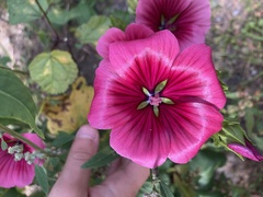 Malope trifida