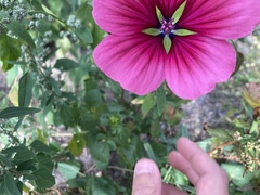Malope trifida