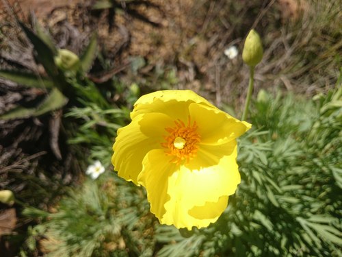 Hunnemannia fumariifolia