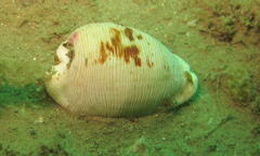 Cypraeovula capensis