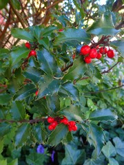 Ilex aquifolium
