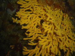 Melithaea rubra