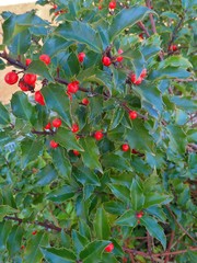 Ilex aquifolium