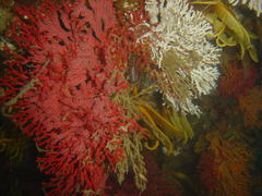 Melithaea rubra