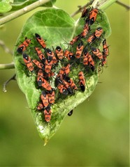 Oncopeltus nigriceps