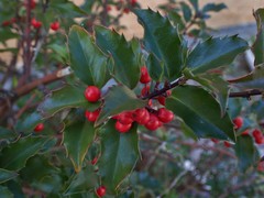 Ilex aquifolium