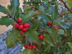 Ilex aquifolium