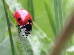 Coccinella septempunctata