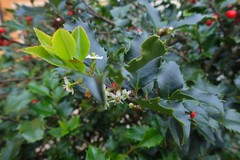 Ilex aquifolium