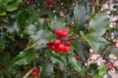 Ilex aquifolium