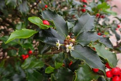 Ilex aquifolium