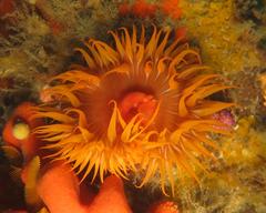 Pseudactinia