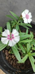 Dianthus chinensis