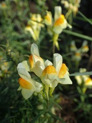 Linaria vulgaris