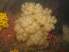 Pseudonephthea liltvedi