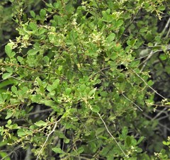 Rhus mysorensis