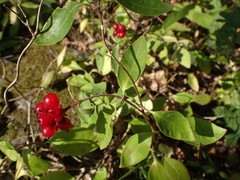 Lonicera