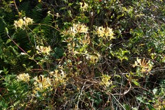 Lonicera