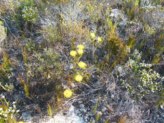 Oedera