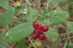 Lonicera