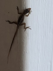 Anolis schwartzi