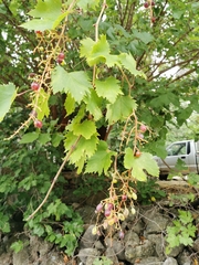 Vitis vinifera vinifera