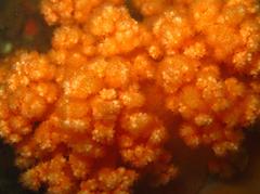 Pseudonephthea liltvedi