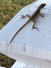 Anolis schwartzi