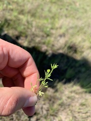 Ranunculus pumilio