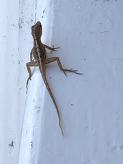 Anolis schwartzi