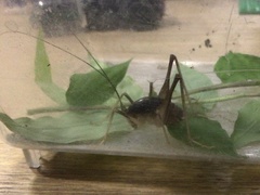 Atachycines apicalis apicalis