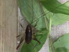 Atachycines apicalis apicalis