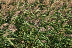 Phragmites australis