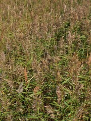 Phragmites australis