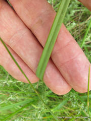 Kniphofia parviflora