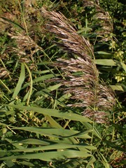 Phragmites australis