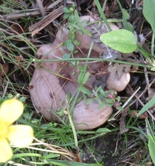 Lactarius tabidus