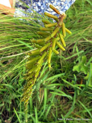 Kniphofia parviflora